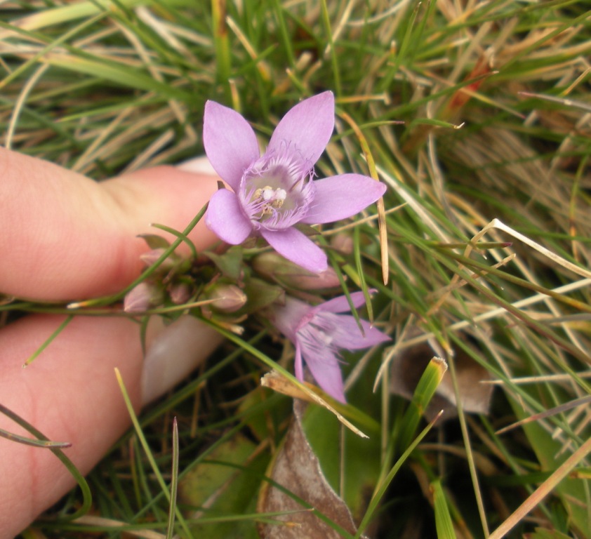 Gentianella nana - Gentianella germanica